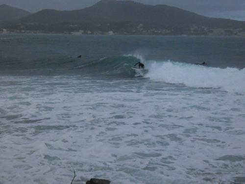 Kapsinluis - 2026 January 09 - by Lou